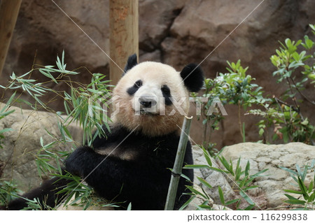 上野動物園休息的熊貓 上野動物園休息的熊貓 116299838