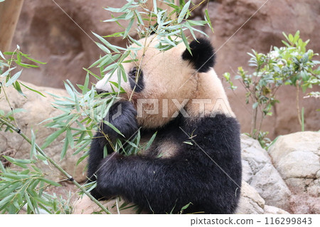 Relaxing panda at Ueno Zoo Relaxing panda at Ueno Zoo 116299843