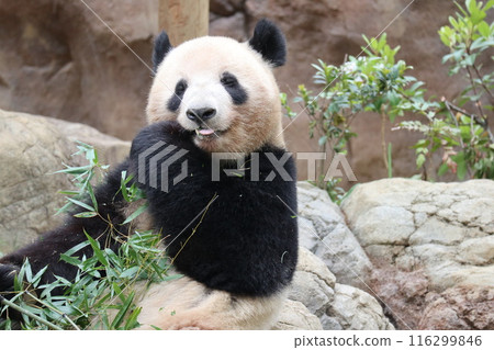 Relaxing panda at Ueno Zoo Relaxing panda at Ueno Zoo 116299846