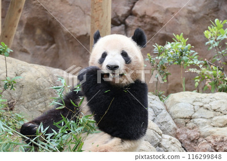 上野動物園休息的熊貓 116299848