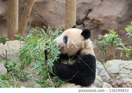 上野動物園休息的熊貓 116299852