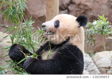 上野動物園休息的熊貓 116299853