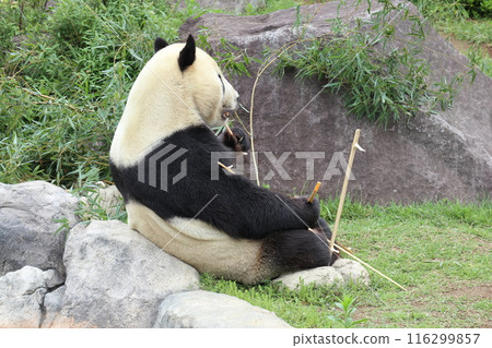 Relaxing panda at Ueno Zoo Relaxing panda at Ueno Zoo 116299857