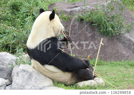 上野動物園休息的熊貓 上野動物園休息的熊貓 116299858