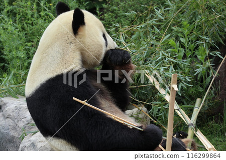 Relaxing panda at Ueno Zoo Relaxing panda at Ueno Zoo 116299864