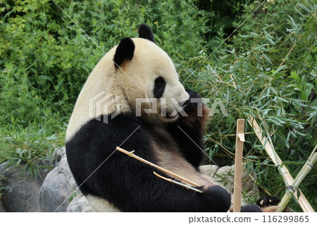 Relaxing panda at Ueno Zoo Relaxing panda at Ueno Zoo 116299865