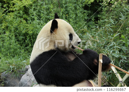 Relaxing panda at Ueno Zoo Relaxing panda at Ueno Zoo 116299867