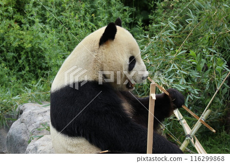 上野動物園休息的熊貓 116299868