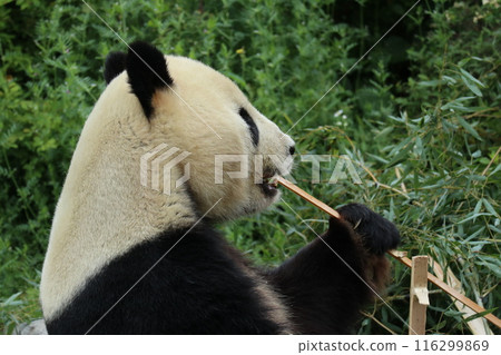 Relaxing panda at Ueno Zoo Relaxing panda at Ueno Zoo 116299869