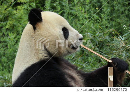 上野動物園休息的熊貓 上野動物園休息的熊貓 116299870