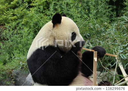Relaxing panda at Ueno Zoo 116299876