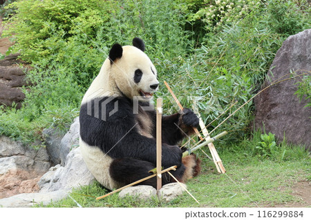 Relaxing panda at Ueno Zoo Relaxing panda at Ueno Zoo 116299884