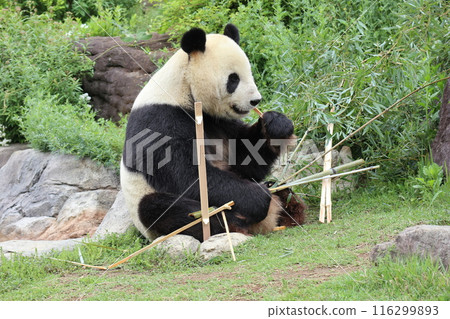 Relaxing panda at Ueno Zoo 116299893