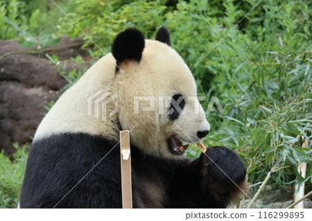 Relaxing panda at Ueno Zoo Relaxing panda at Ueno Zoo 116299895