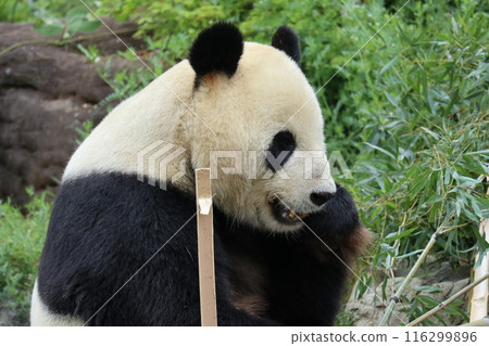 上野動物園休息的熊貓 116299896