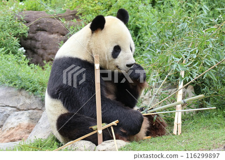 上野動物園休息的熊貓 116299897