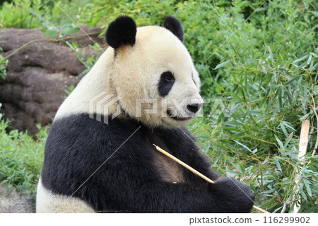 Relaxing panda at Ueno Zoo Relaxing panda at Ueno Zoo 116299902