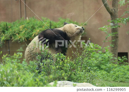 Relaxing panda at Ueno Zoo Relaxing panda at Ueno Zoo 116299905