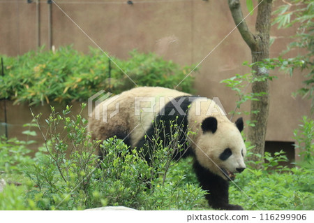 Relaxing panda at Ueno Zoo Relaxing panda at Ueno Zoo 116299906