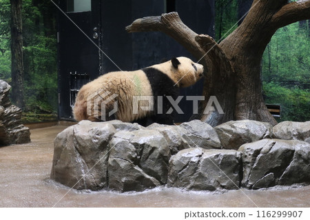 Relaxing panda at Ueno Zoo Relaxing panda at Ueno Zoo 116299907