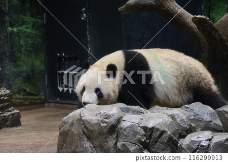 Relaxing panda at Ueno Zoo Relaxing panda at Ueno Zoo 116299913