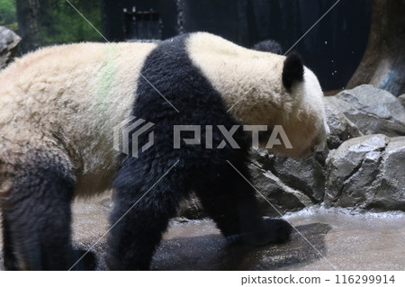 Relaxing panda at Ueno Zoo Relaxing panda at Ueno Zoo 116299914
