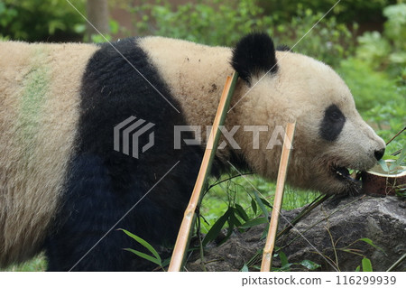 Relaxing panda at Ueno Zoo Relaxing panda at Ueno Zoo 116299939