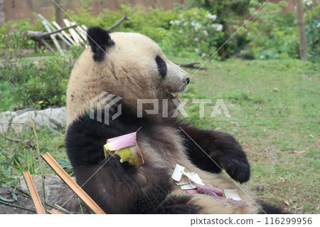Relaxing panda at Ueno Zoo Relaxing panda at Ueno Zoo 116299956