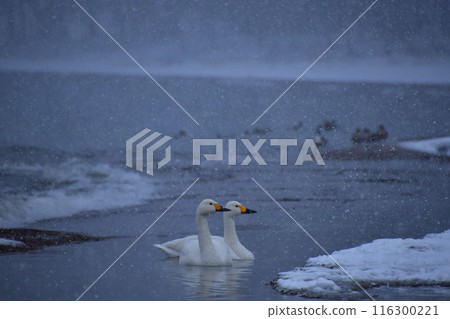 在豬苗代湖的天鵝 在豬苗代湖的天鵝 116300221