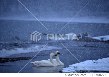 Swan in Lake Inawashiro Swan in Lake Inawashiro 116300223