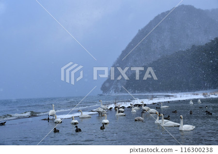 在豬苗代湖的天鵝 在豬苗代湖的天鵝 116300238