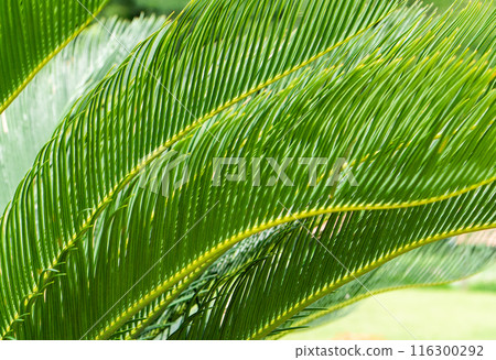 棕櫚樹展開綠葉[初夏][夏天] 116300292