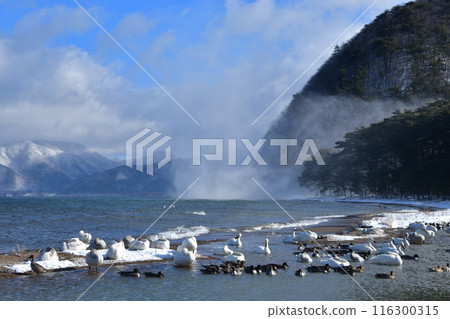 Swan in Lake Inawashiro 116300315