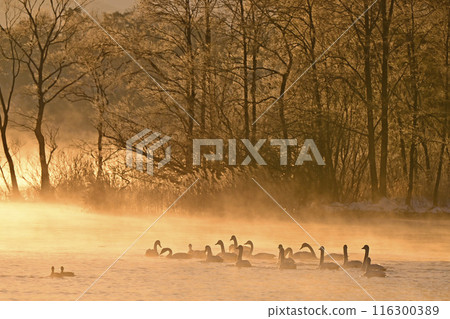 在豬苗代湖的天鵝 116300389