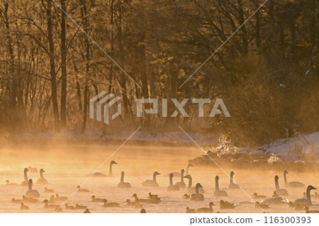 在豬苗代湖的天鵝 在豬苗代湖的天鵝 116300393