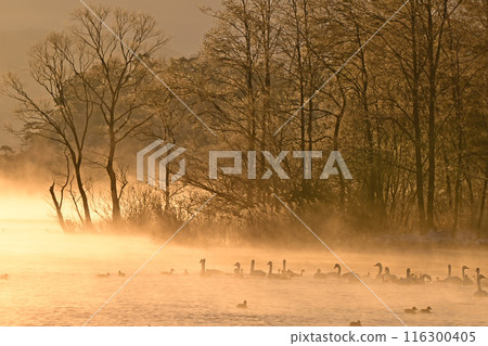 在豬苗代湖的天鵝 在豬苗代湖的天鵝 116300405