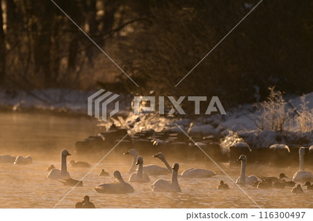 在豬苗代湖的天鵝 116300497