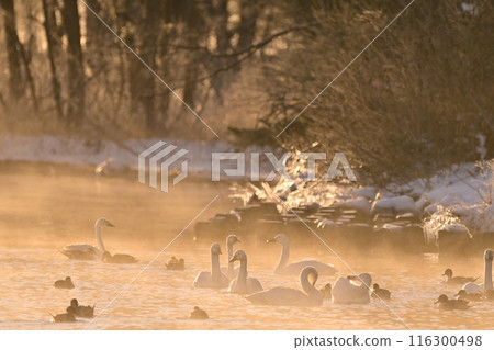 在豬苗代湖的天鵝 在豬苗代湖的天鵝 116300498