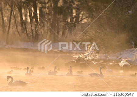 Swan in Lake Inawashiro 116300547