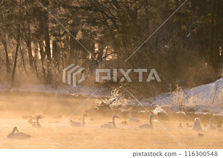 Swan in Lake Inawashiro 116300548