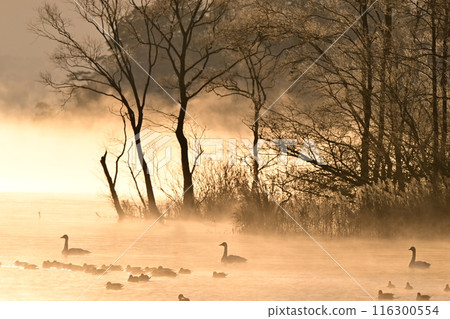 Swan in Lake Inawashiro 116300554