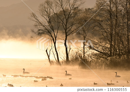 Swan in Lake Inawashiro 116300555