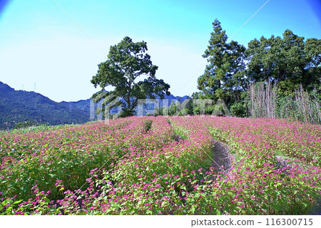 Red buckwheat fields on the plateau Red buckwheat fields on the plateau 116300715