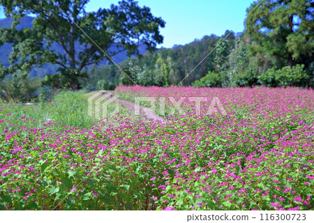 Red buckwheat fields on the plateau Red buckwheat fields on the plateau 116300723