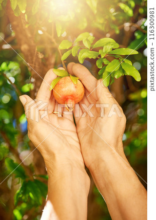 Hands, gardening and fruit in home yard with picking, agriculture and plant. Hobby, nursery and nature outdoor with spring botanist person with sprout from sustainable green pomegranate tree Hands, gardening and fruit in home yard with picking, agriculture and plant. Hobby, nursery and nature outdoor with spring botanist person with sprout from sustainable green pomegranate tree 116300981