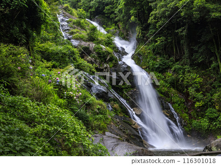 Returning waterfall and hydrangea 116301018