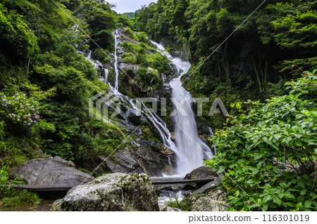 Returning waterfall and hydrangea 116301019