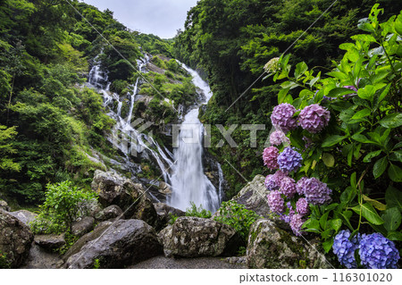 Returning waterfall and hydrangea 116301020