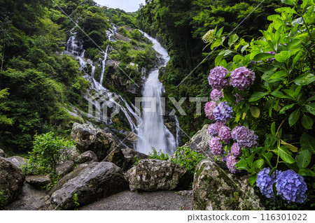Returning waterfall and hydrangea 116301022