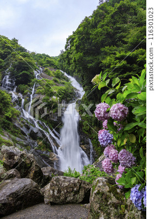 返回瀑布和繡球花 116301023